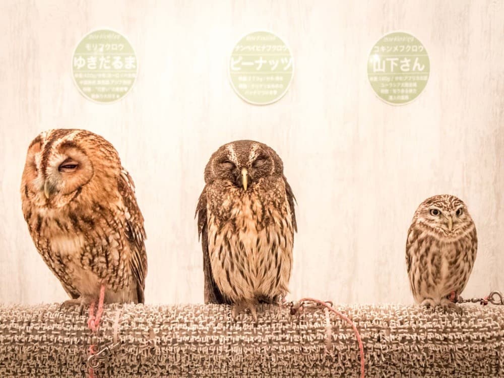 Owl Cafe Tokyo Akiba Fukurou