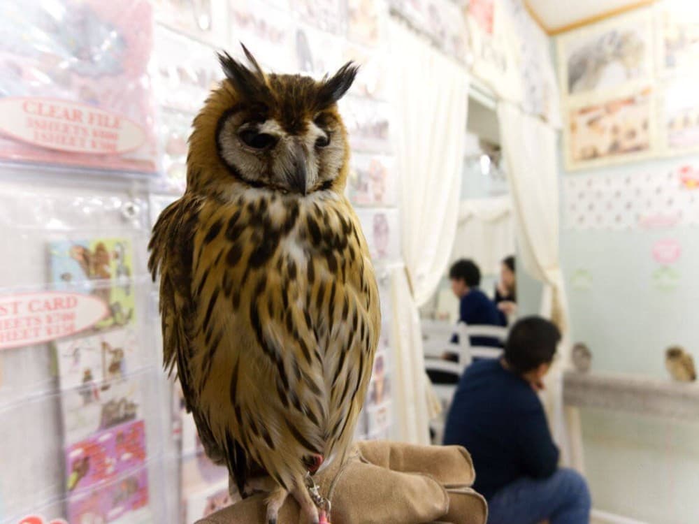Owl Cafe Tokyo Akiba Fukurou