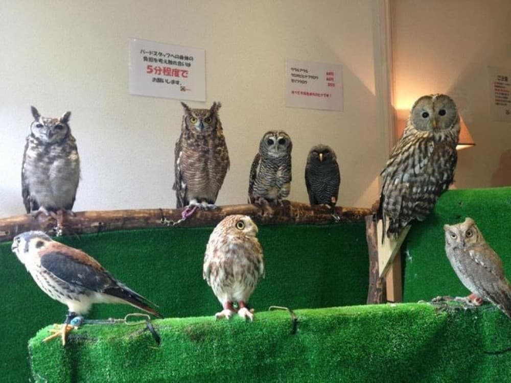 Owl Cafe Tokyo Akiba Fukurou