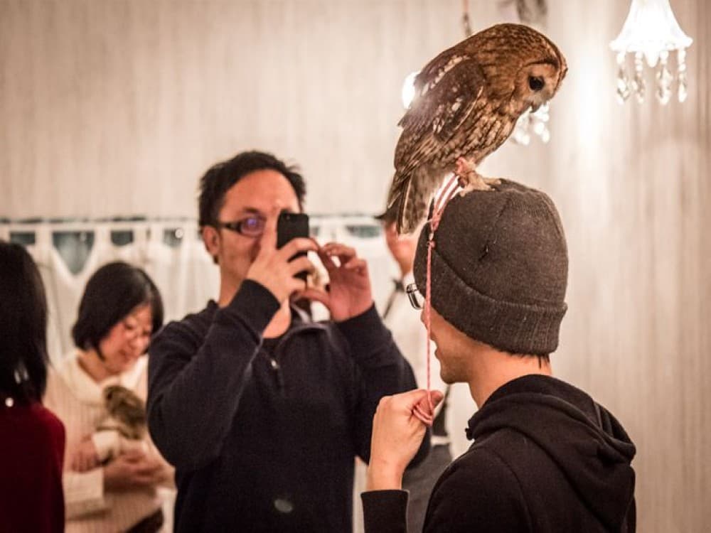 Owl Cafe Tokyo Akiba Fukurou