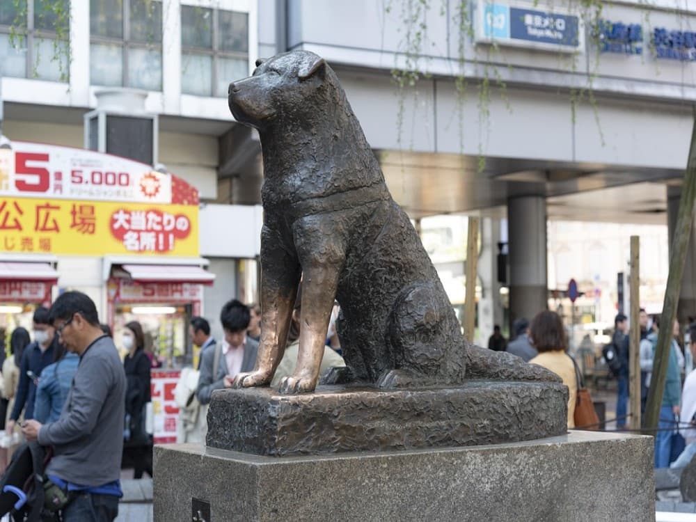 Hachiko