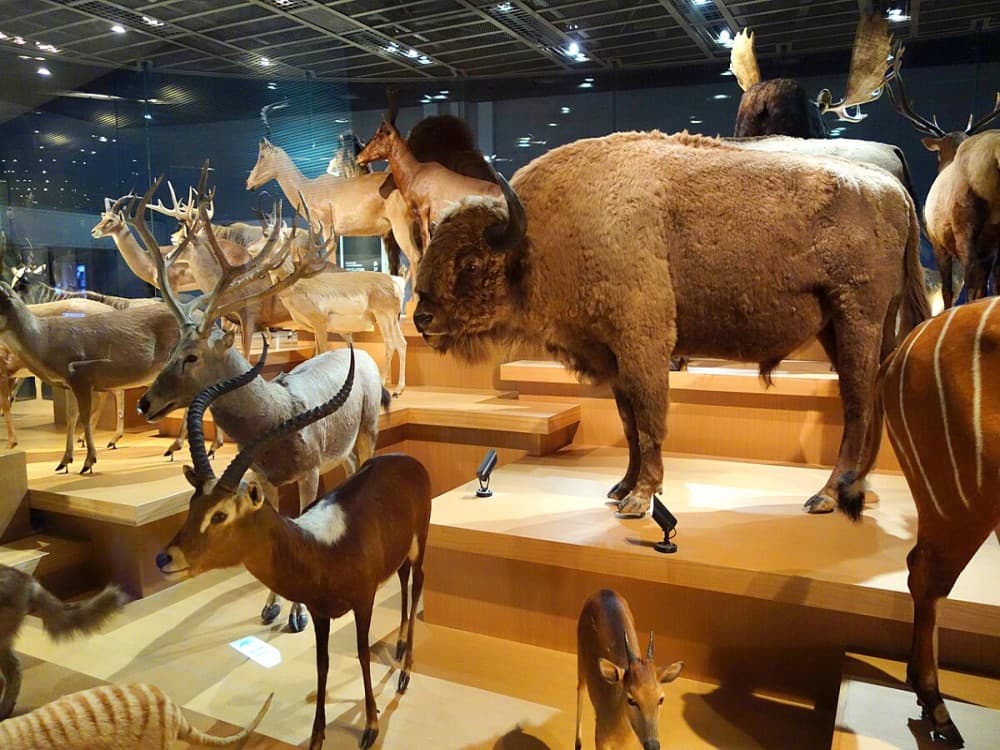 National Museum of Nature and Science