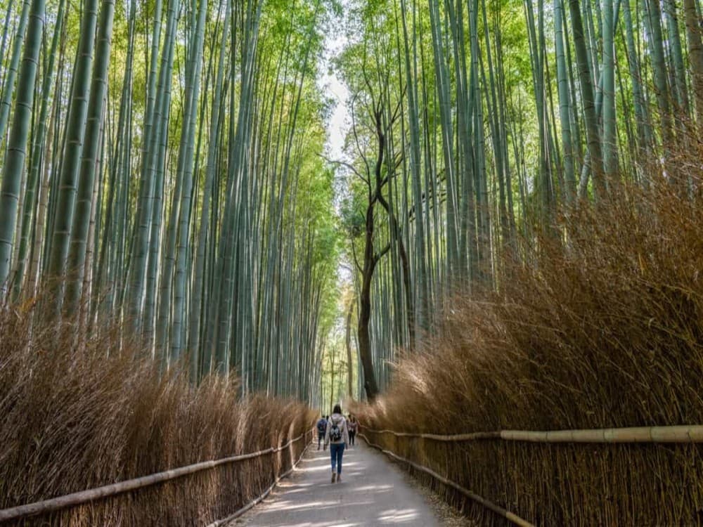 Arashiyama Bamboo Forest