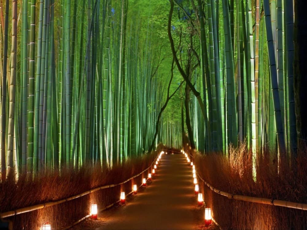 Kyoto: Arashiyama Bamboo Forest | ®ExcursionMania