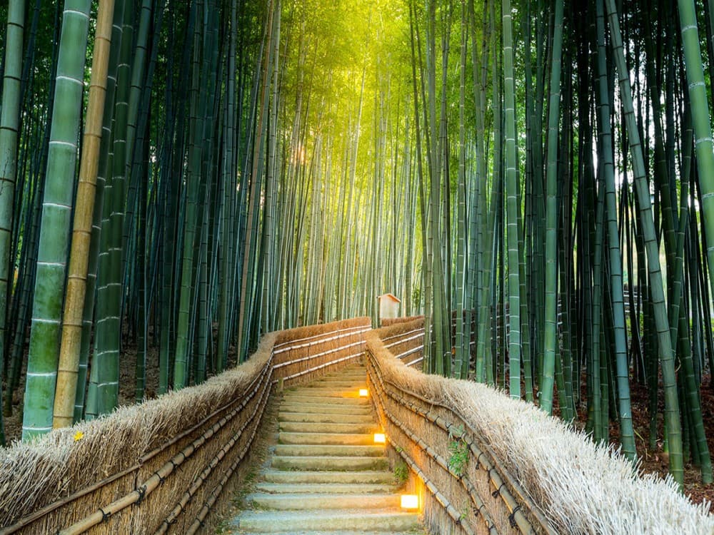 Arashiyama Bamboo Forest