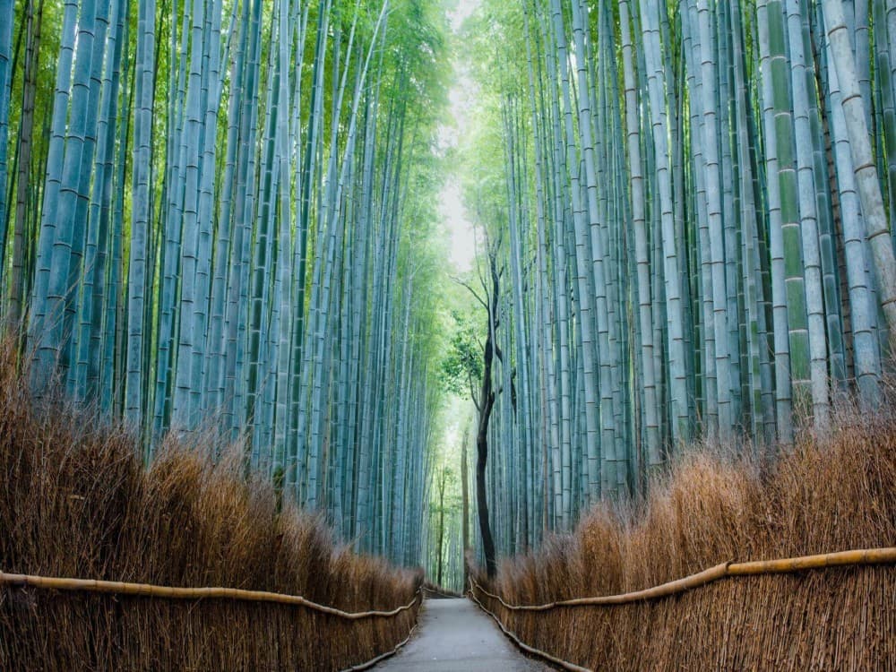 Arashiyama Bamboo Forest