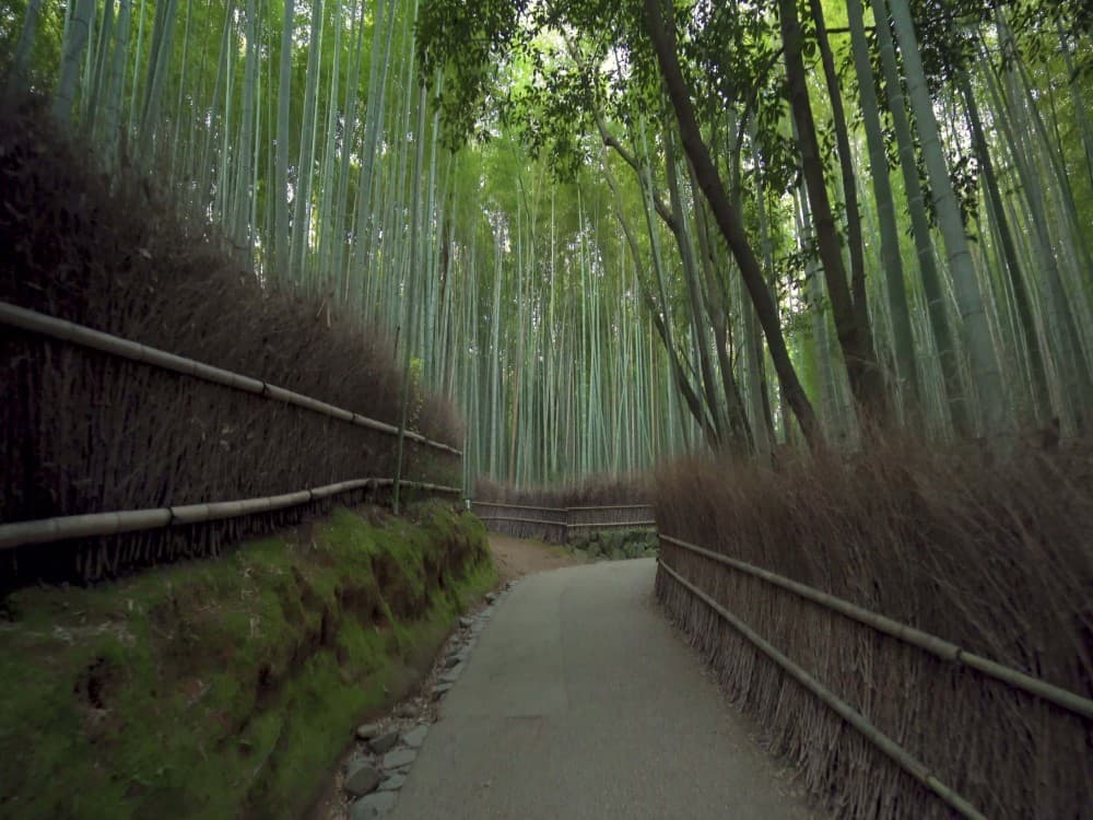 Arashiyama Bamboo Forest