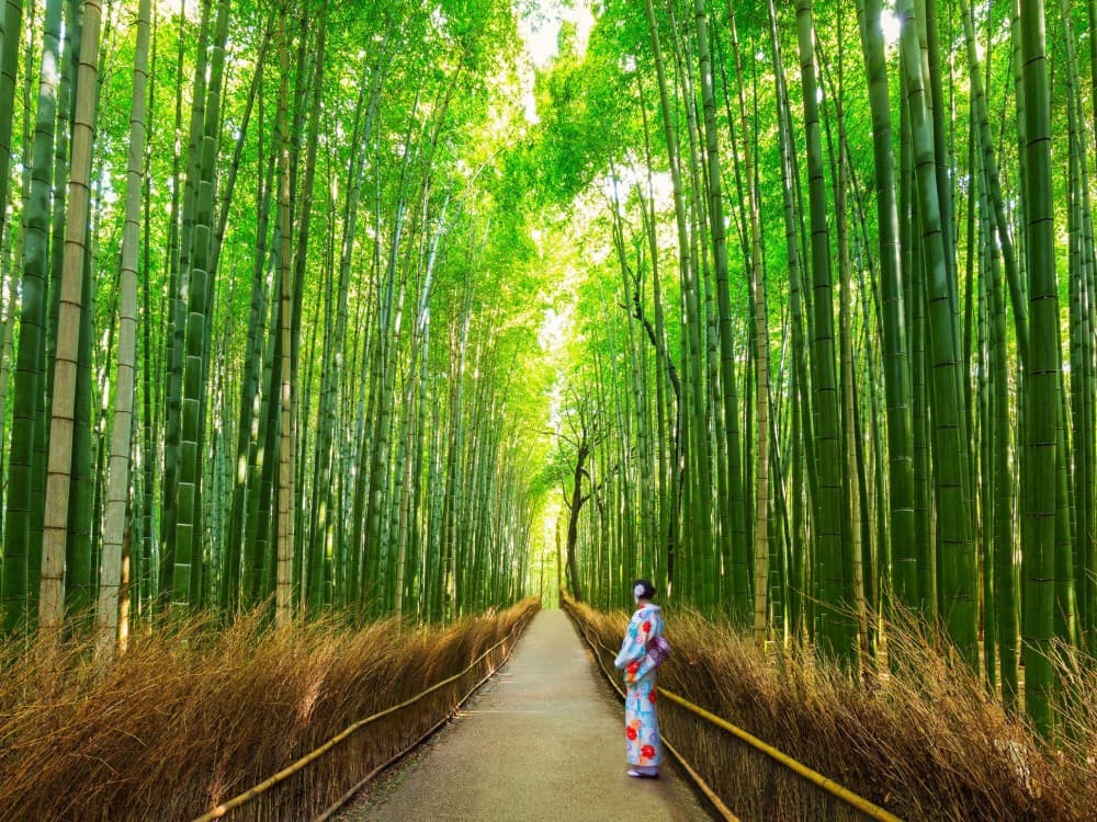 Arashiyama Bamboo Forest
