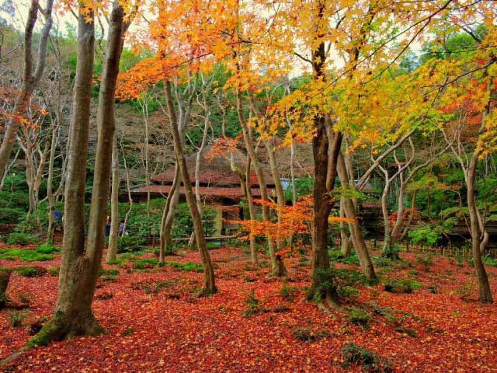 Kyoto: Gio-ji Temple | ®ExcursionMania