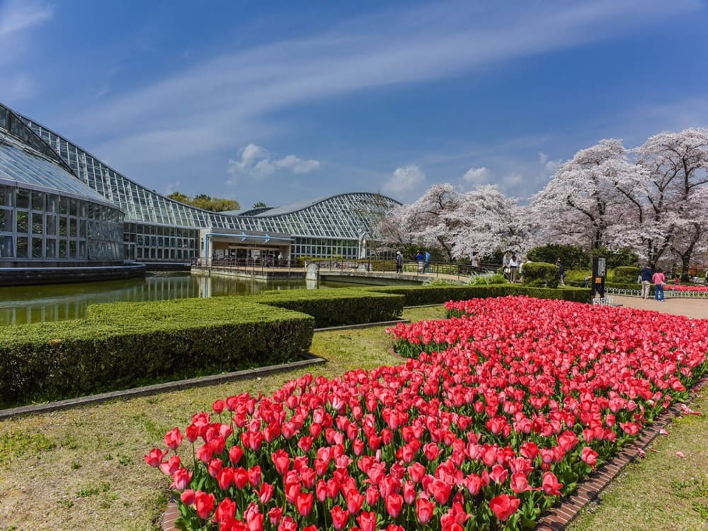 Kyoto: Botanical Gardens | ®ExcursionMania