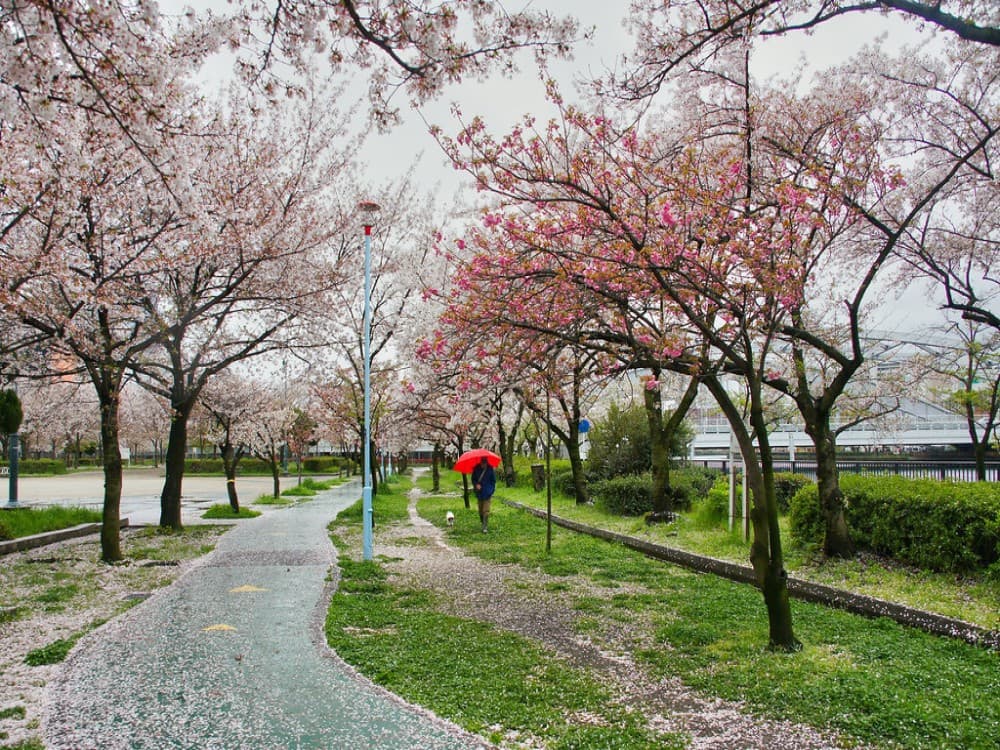 Kemasakuranomiya Park