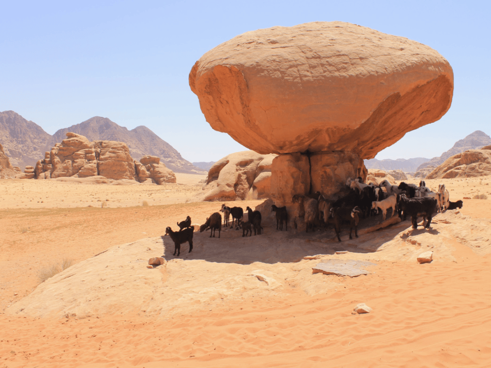 What's So Special About Wadi Rum?