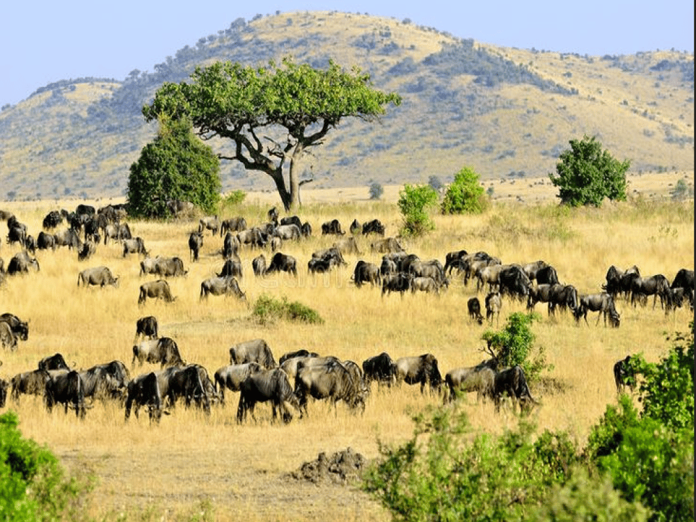 What to Do in Masai Mara?