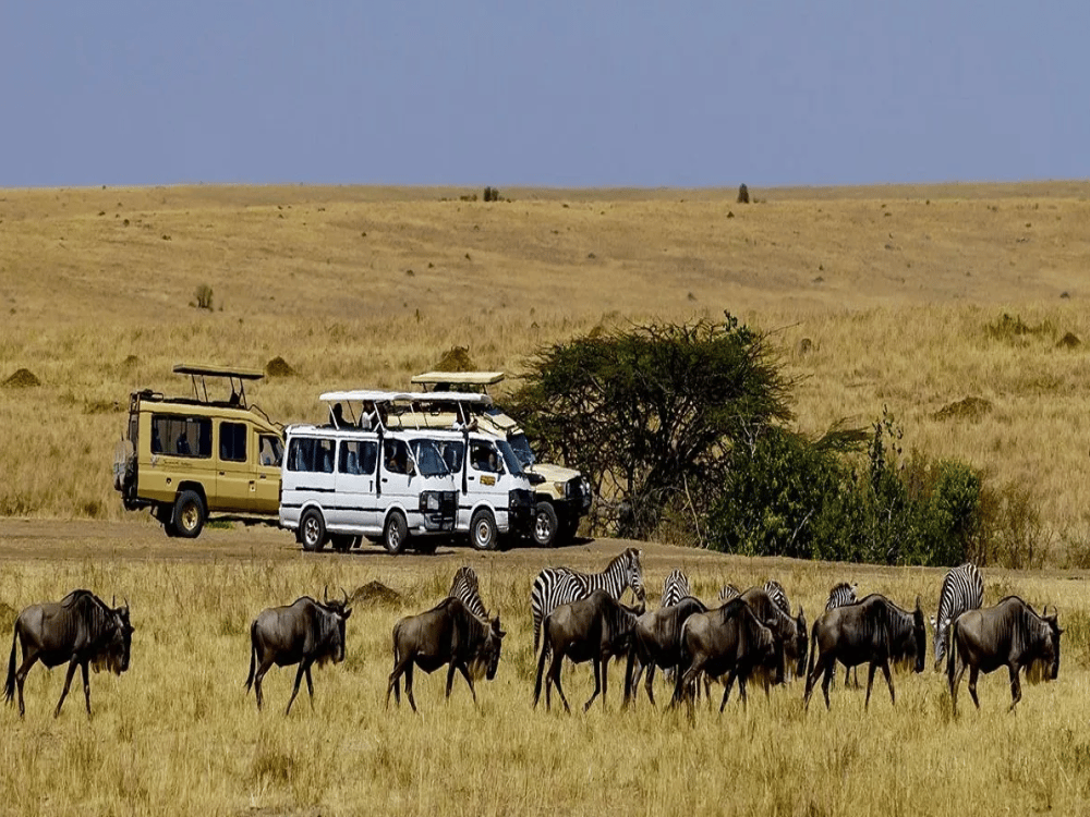 What to Do in Masai Mara?