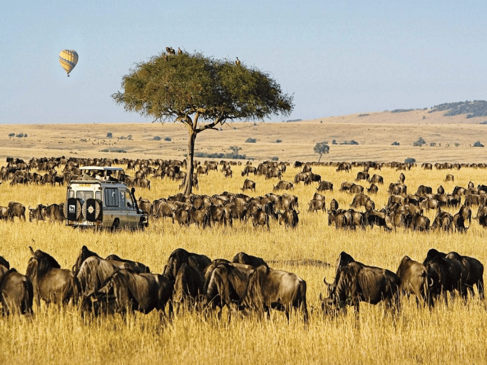 What to Do in Masai Mara?