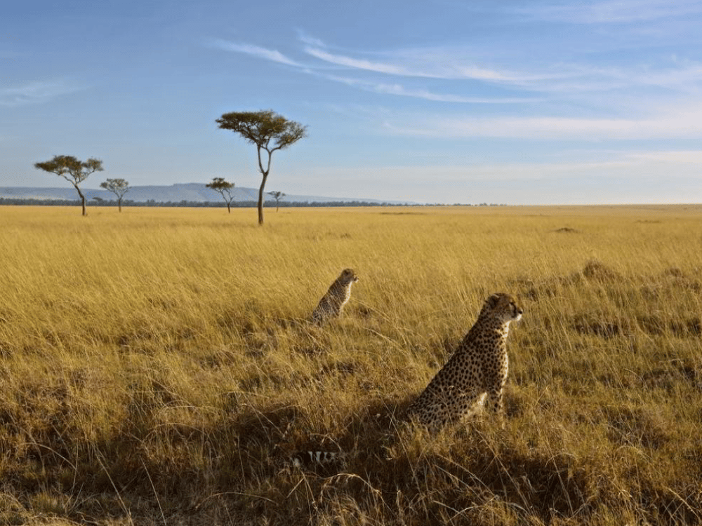 What to Do in Masai Mara?
