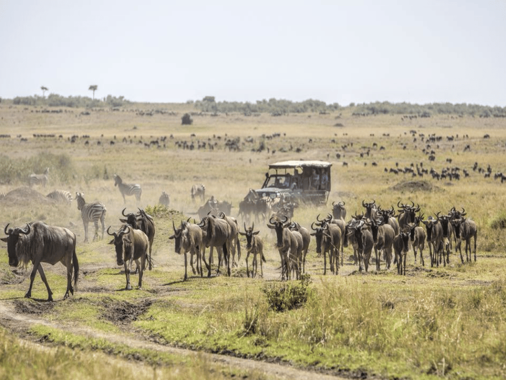 Is Masai Mara Worth Visiting?