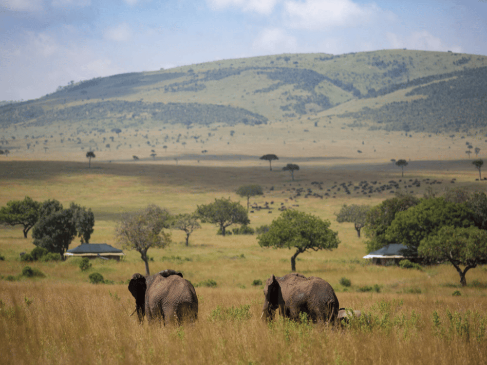 Is Masai Mara Worth Visiting?