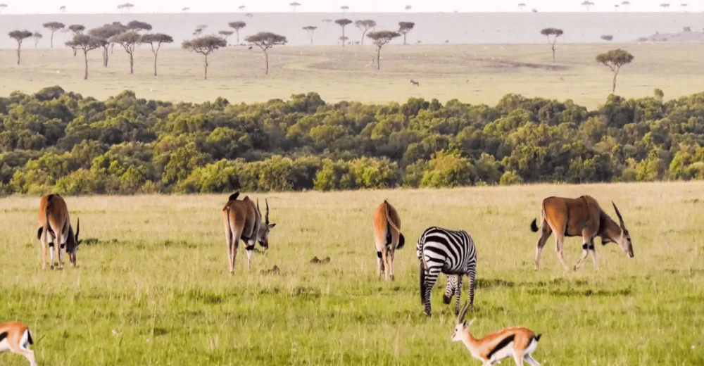 Is Masai Mara Worth Visiting?