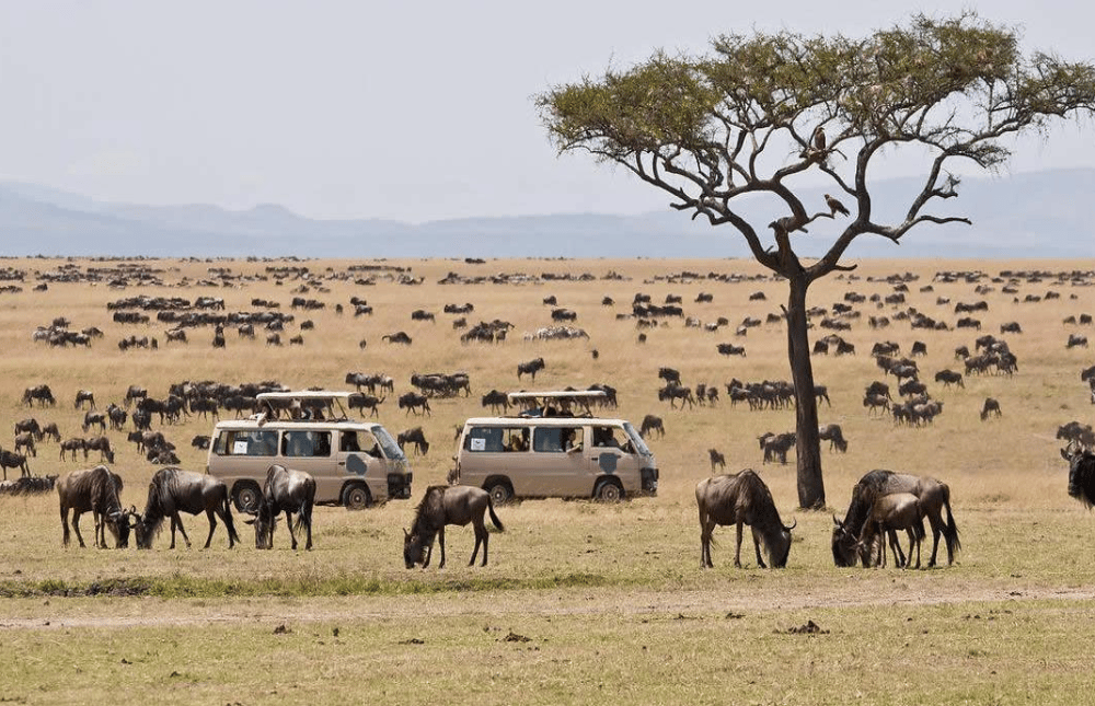 Is Masai Mara Worth Visiting?