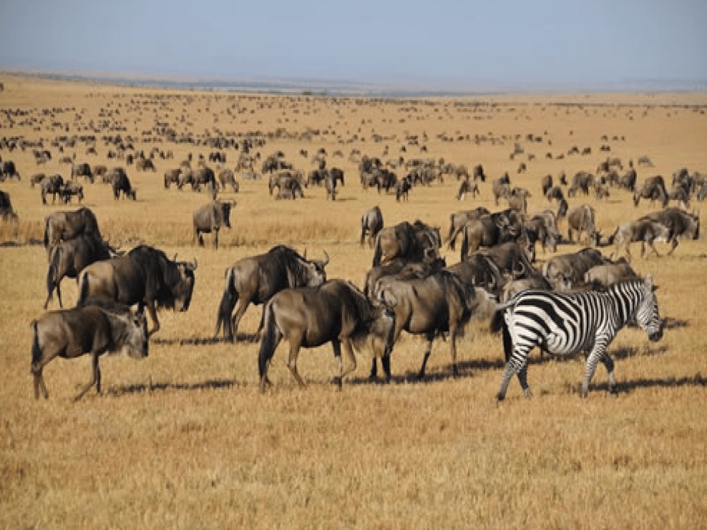 What is the 12 Hour Rule for Masai Mara?