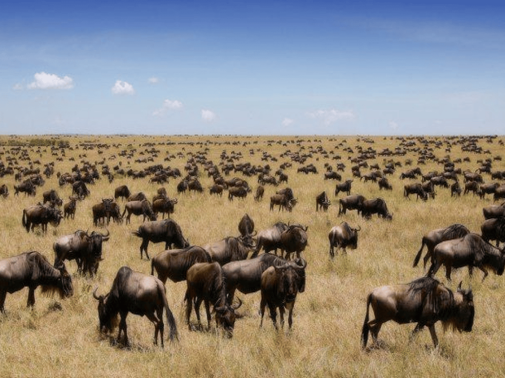 What is the 12 Hour Rule for Masai Mara?