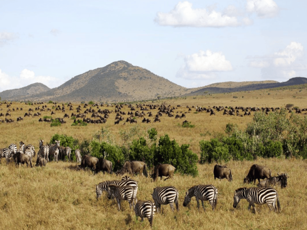 What is the 12 Hour Rule for Masai Mara?
