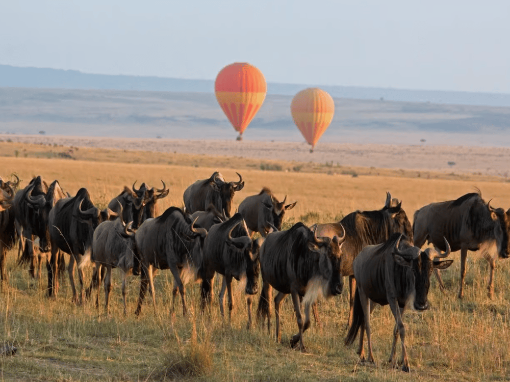 What is the 12 Hour Rule for Masai Mara?