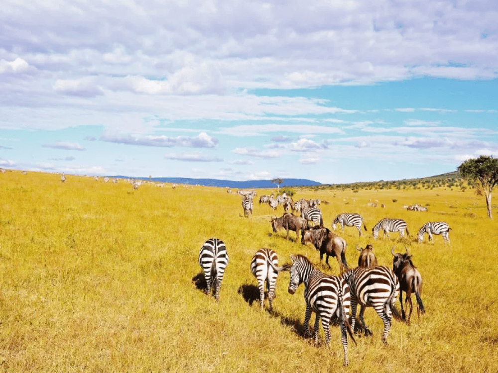 How Many Days Do I Need in Masai Mara?
