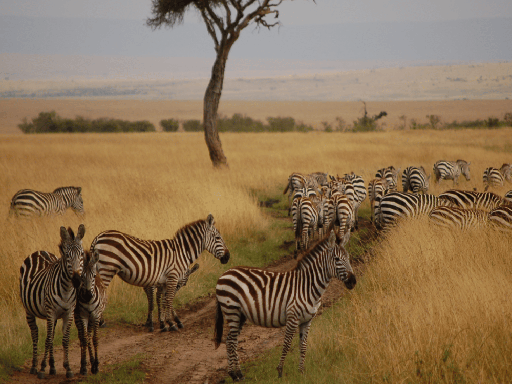 Masai Mara: How Many Days Do I Need in Masai Mara? | ®ExcursionMania