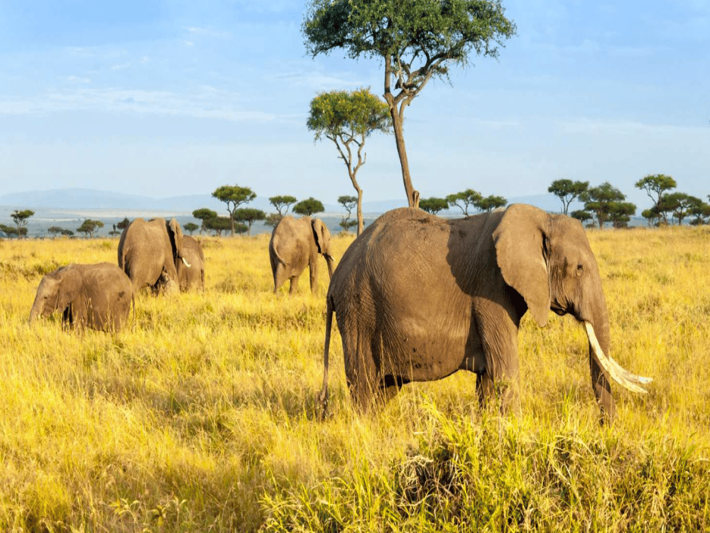 How Many Days Do I Need in Masai Mara?