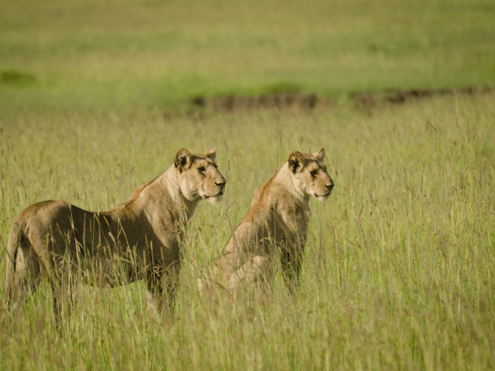 How to Dress in Masai Mara?