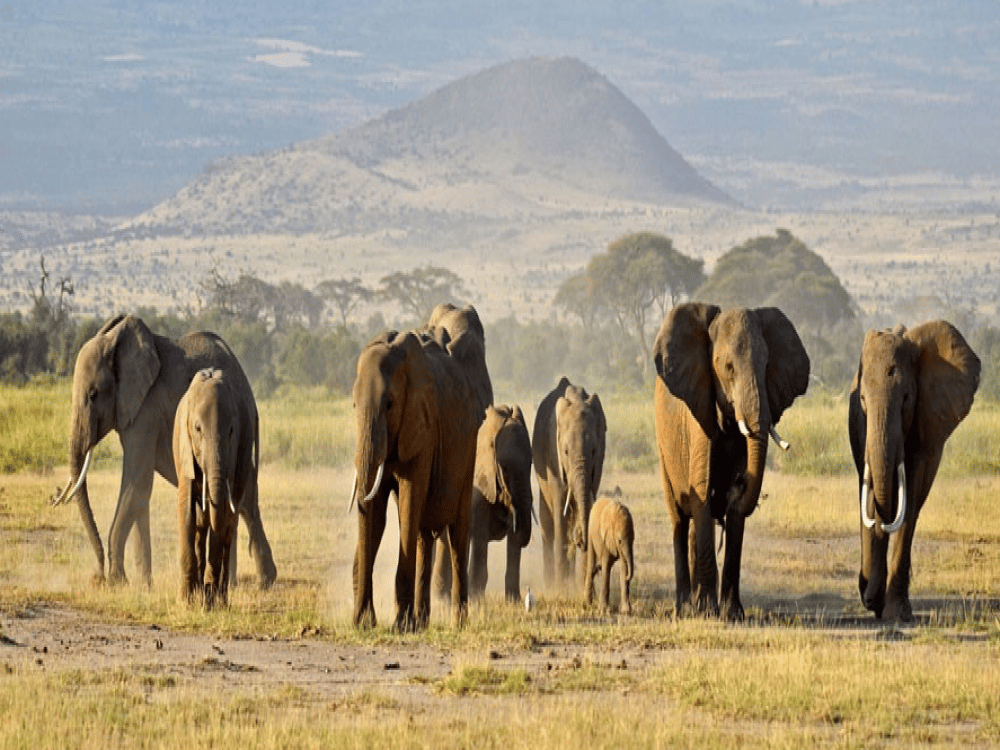 Masai Mara: How to Dress in Masai Mara? | ®ExcursionMania
