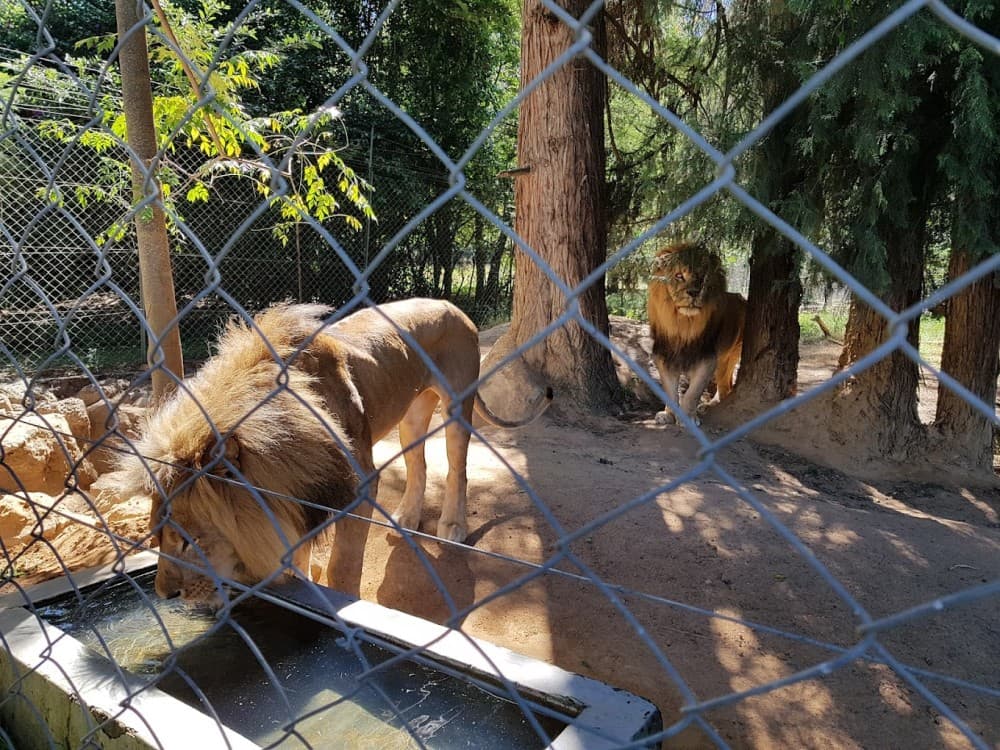 Lion and Cheetah Park