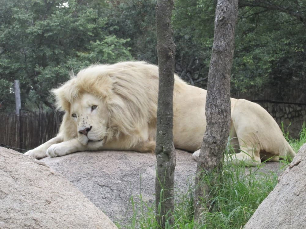Lion and Cheetah Park