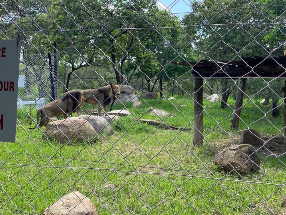 Lion and Cheetah Park