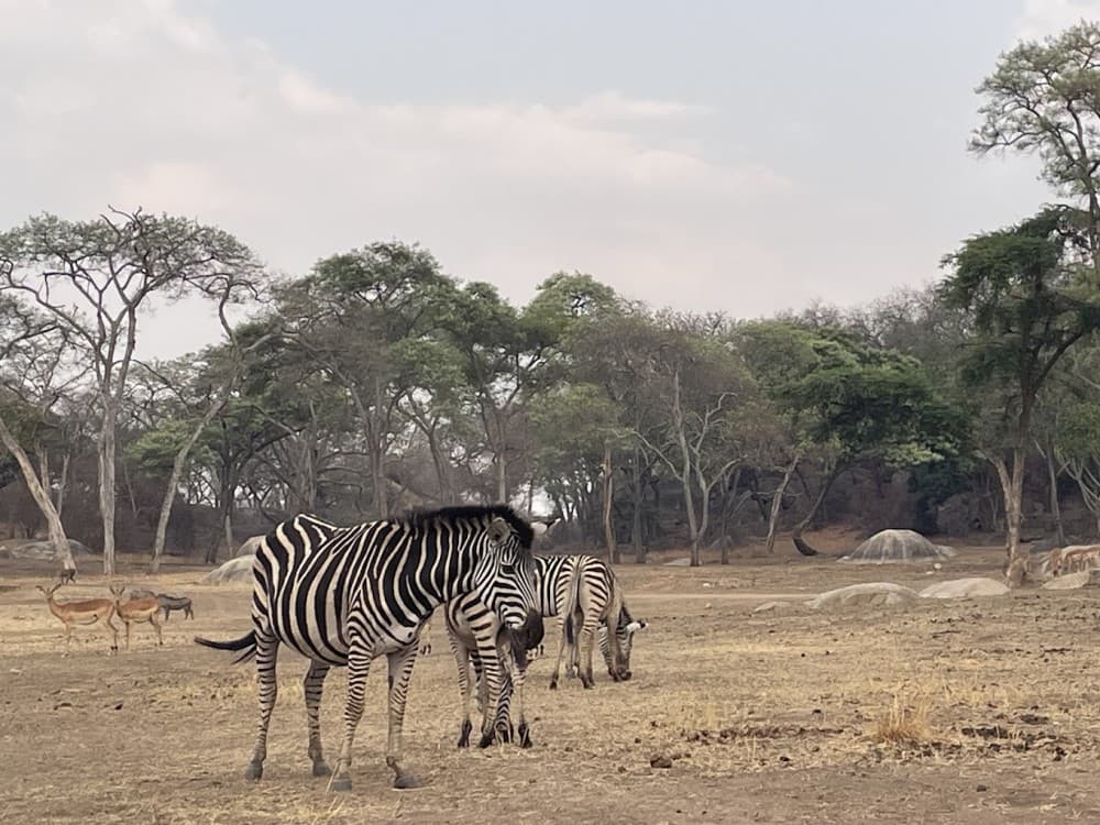 Lion and Cheetah Park