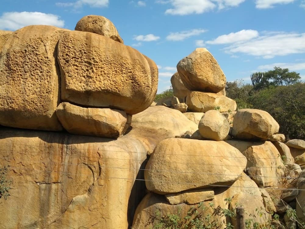 Lion and Cheetah Park