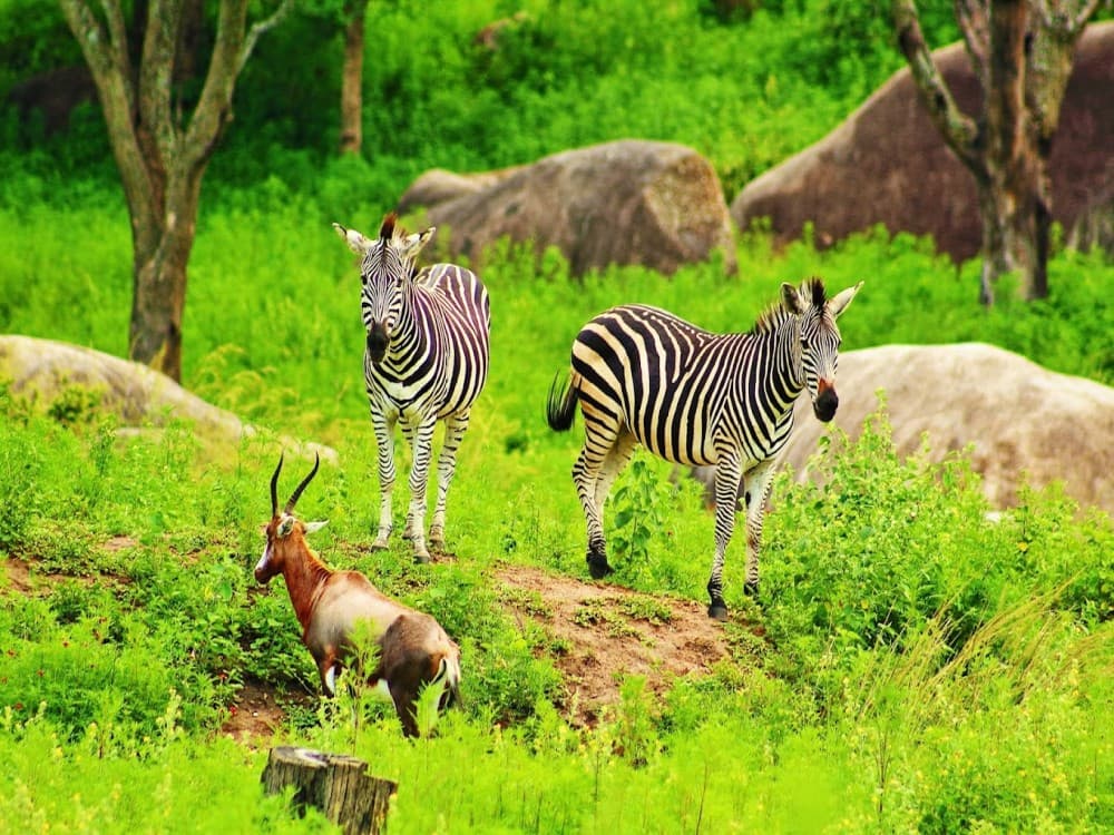 Lion and Cheetah Park