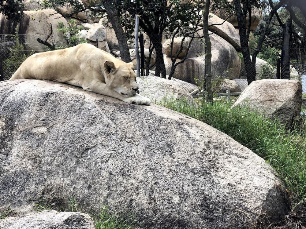 Harare: Lion and Cheetah Park | ®ExcursionMania