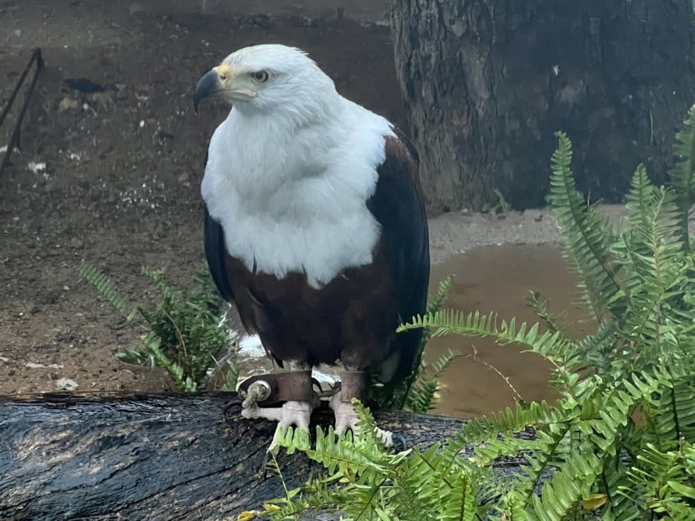 Kuimba Shiri Bird Park