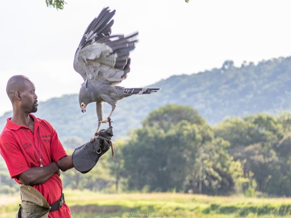 Kuimba Shiri Bird Park