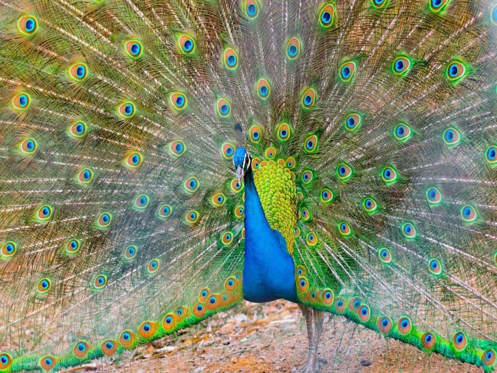 Kuimba Shiri Bird Park