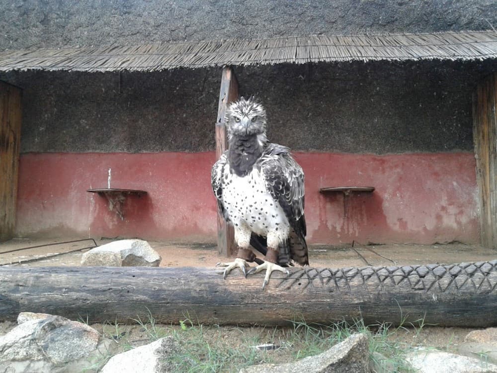 Kuimba Shiri Bird Park