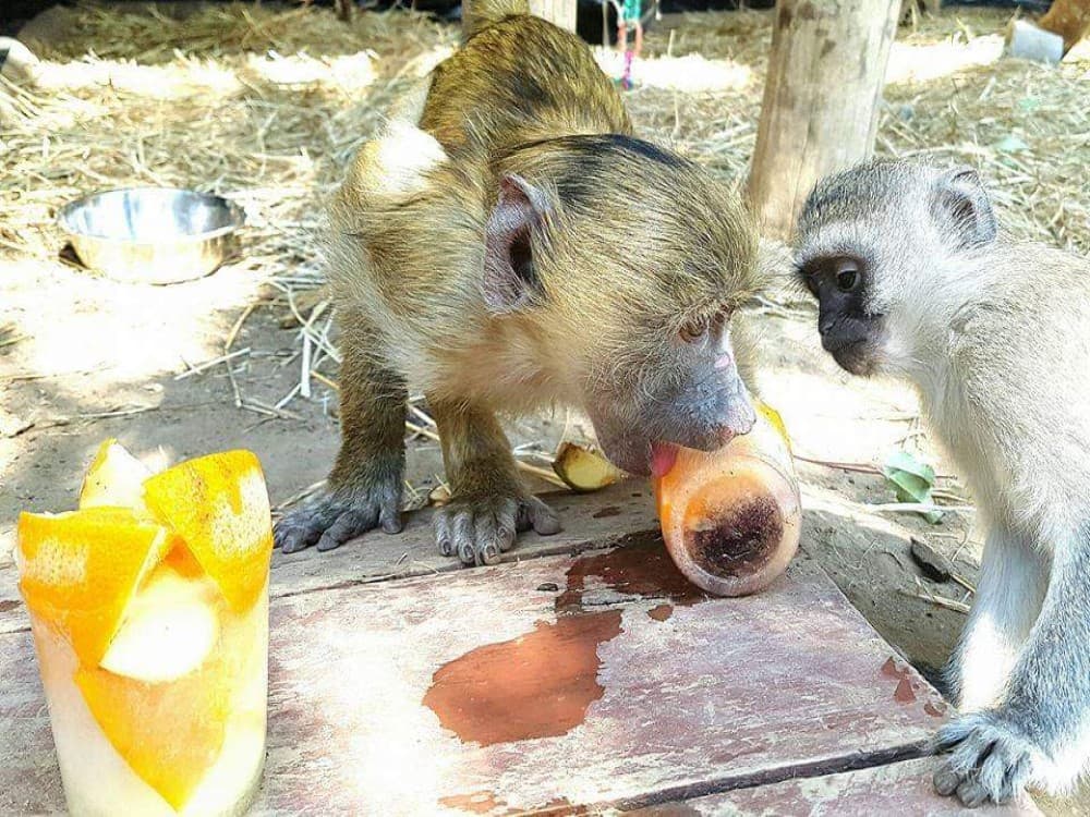 Twala Trust Animal Sanctuary