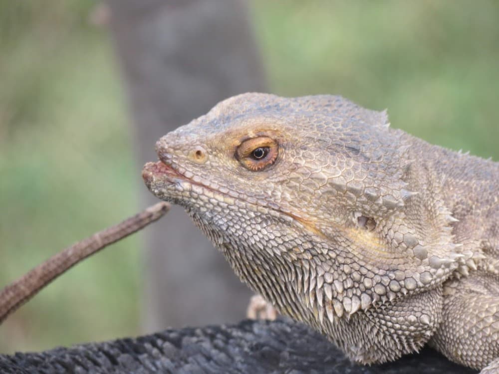 Twala Trust Animal Sanctuary