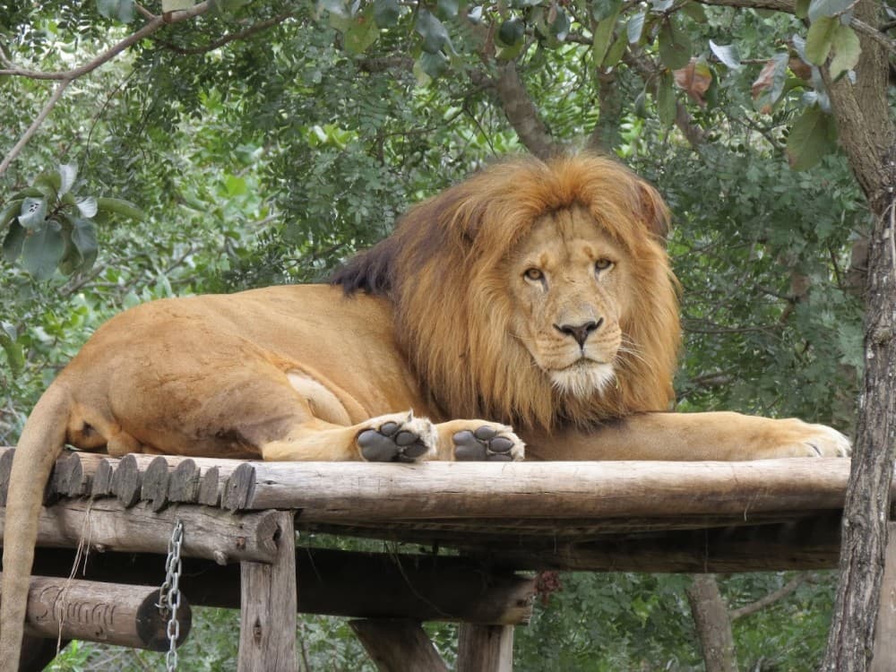 Twala Trust Animal Sanctuary