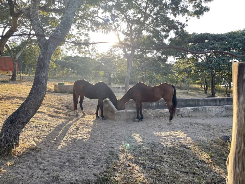 Twala Trust Animal Sanctuary