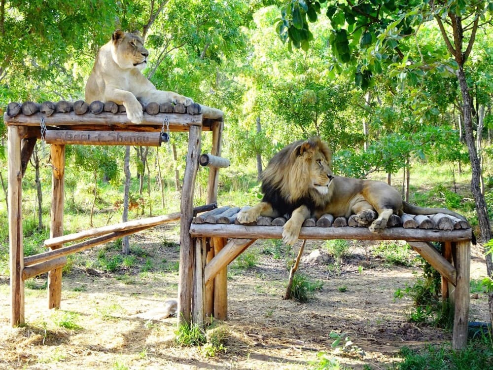 Harare: Twala Trust Animal Sanctuary | ®ExcursionMania