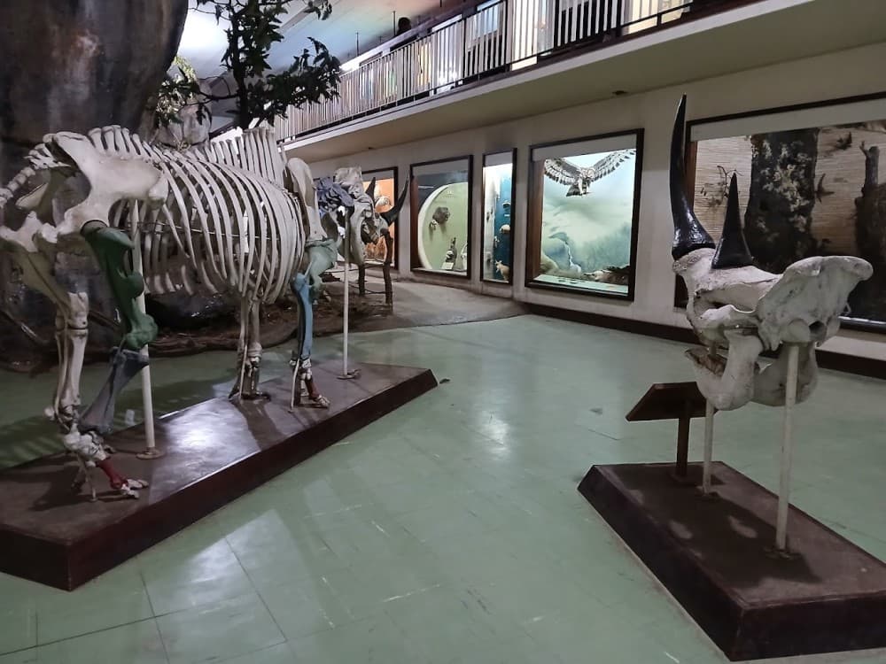 Zimbabwe Museum of Human Sciences